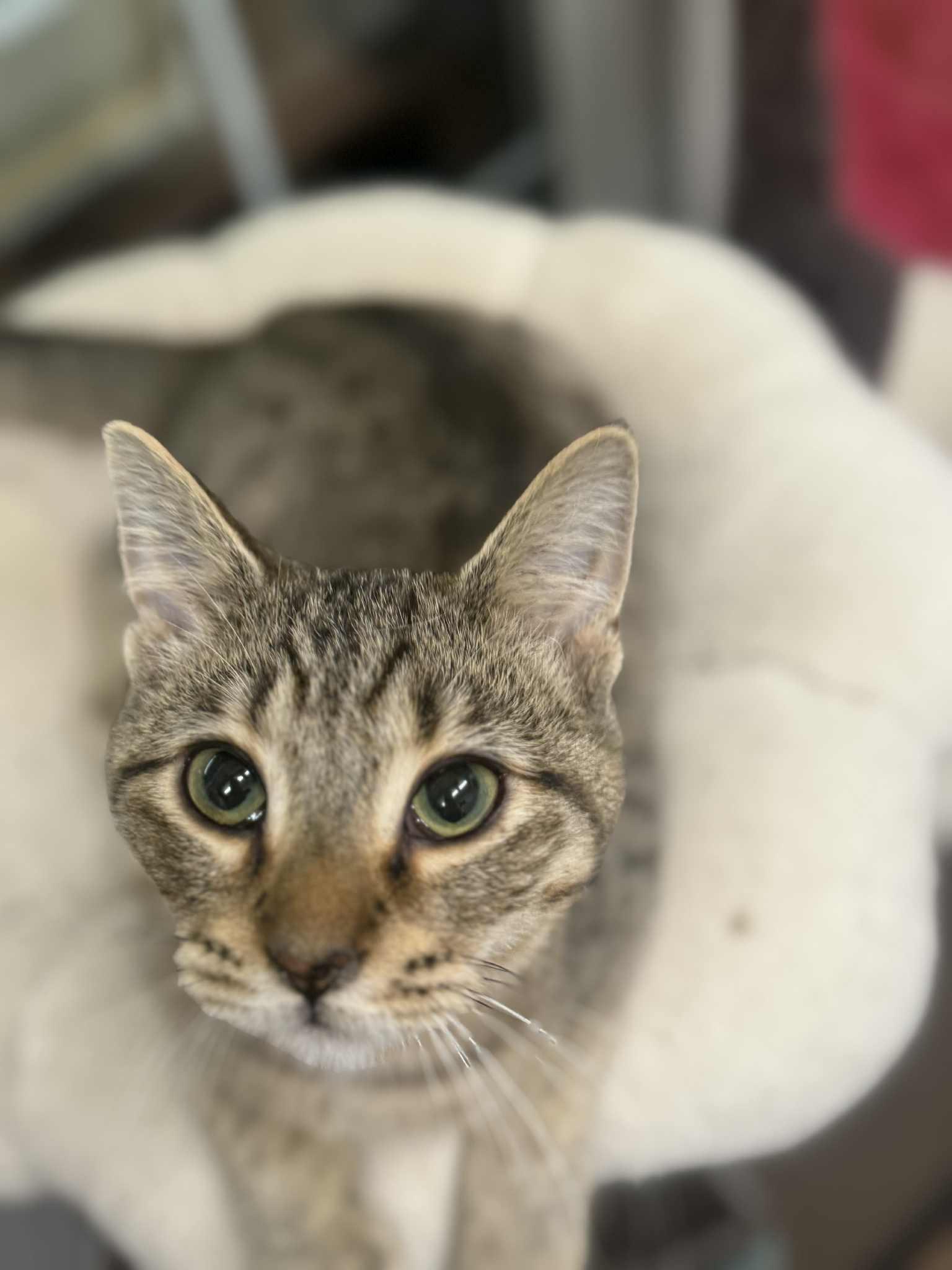 Piston, a Adoptable Domestic Short Hair in Indianapolis, IN image 1/6