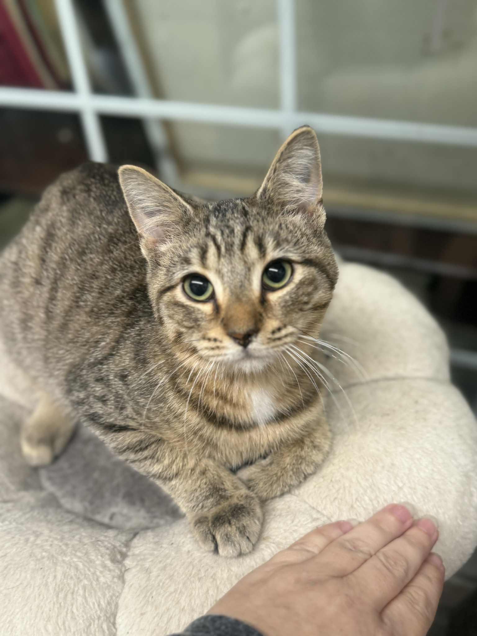 Piston, a Adoptable Domestic Short Hair in Indianapolis, IN image 5/6