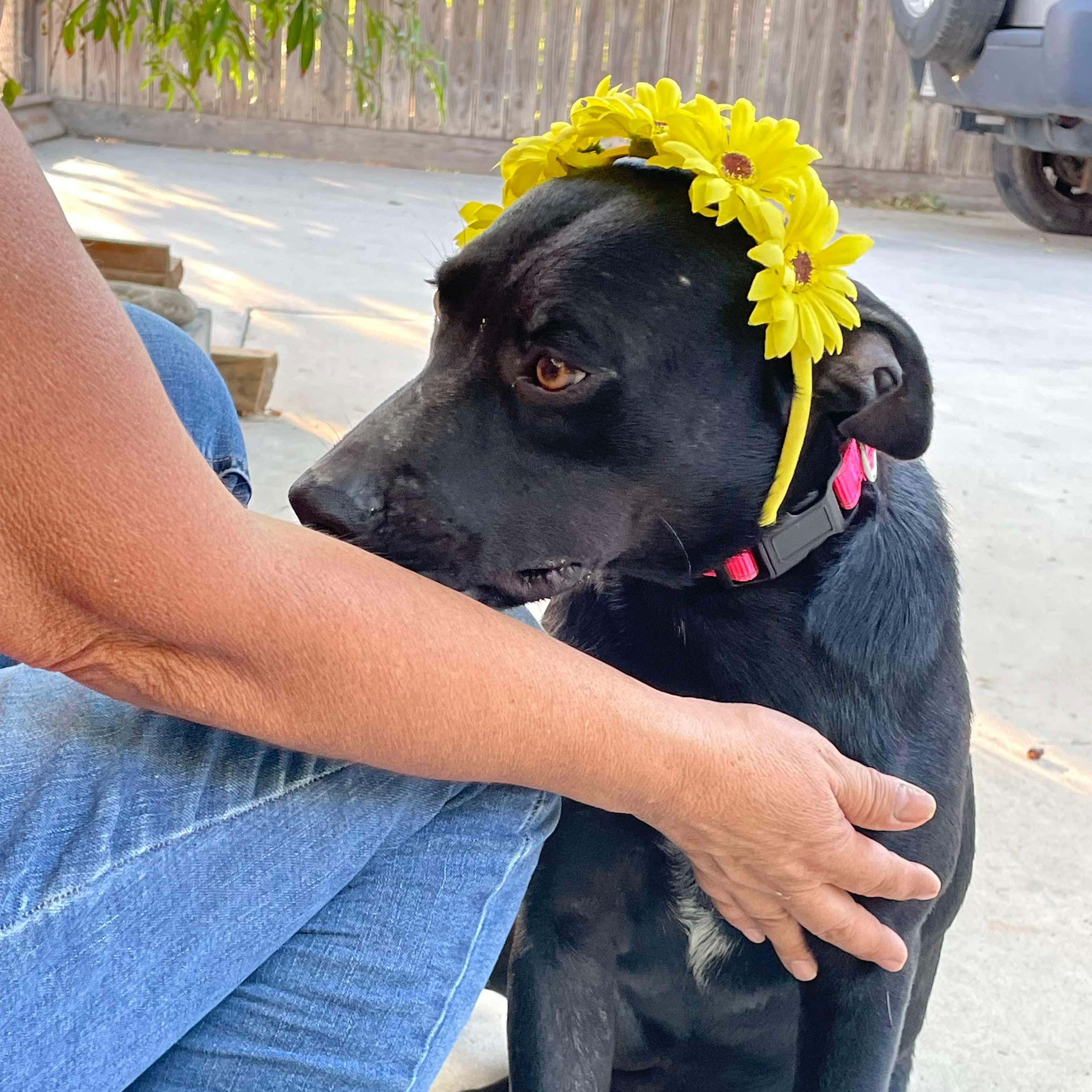 Dog for adoption Sabrina, a Labrador Retriever Mix in Pascoag, RI