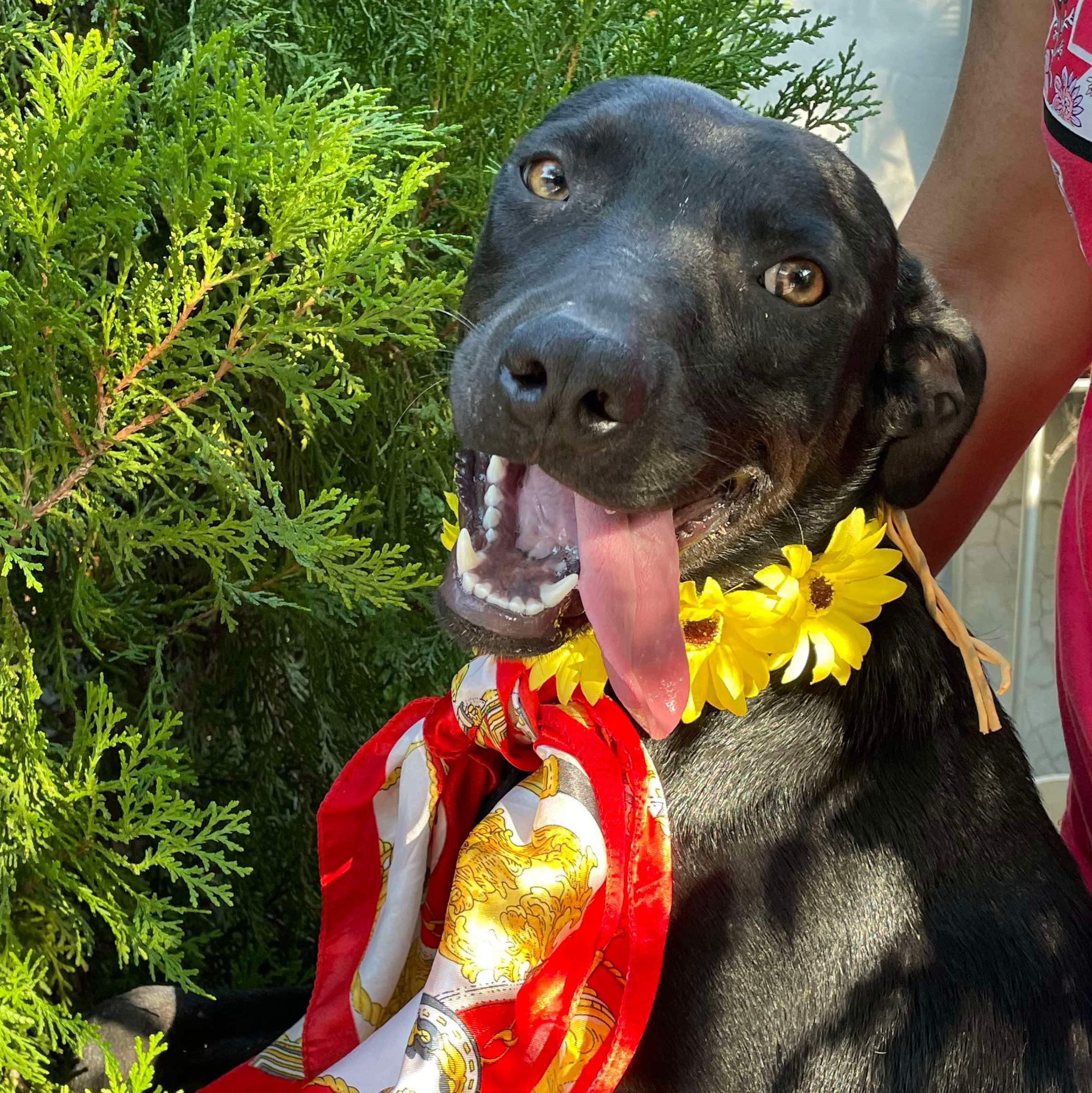 Dog for adoption Sabrina, a Labrador Retriever Mix in Pascoag, RI
