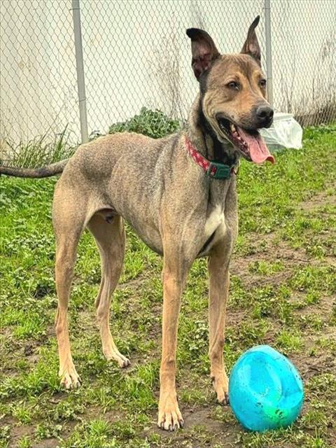 Enlarge CHUPEY, a Adoptable mixed breed in Sacramento, CA image 1/1