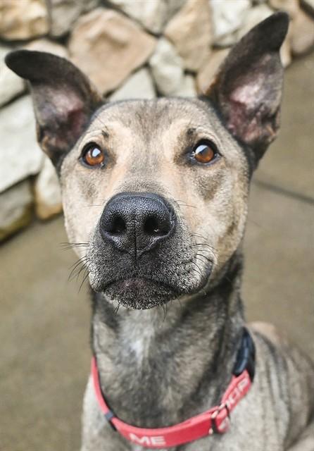 CHUPEY, Adoptable, Adult Male Plott Hound & Doberman Pinscher.
