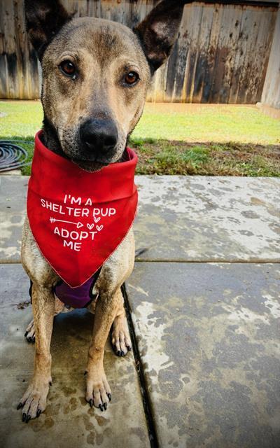 CHUPEY, Adoptable, Adult Male Plott Hound & Doberman Pinscher.