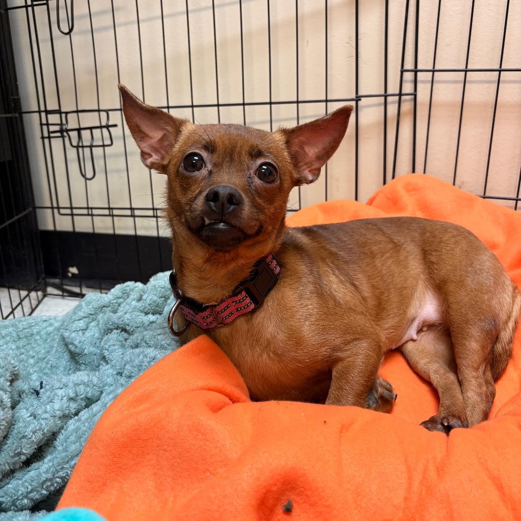Aiko Koko, Adoptable, Adult Female Chihuahua.