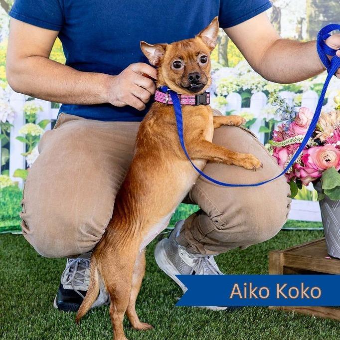 Enlarge Aiko Koko, a Adoptable Chihuahua in West Chester, PA image 3/3