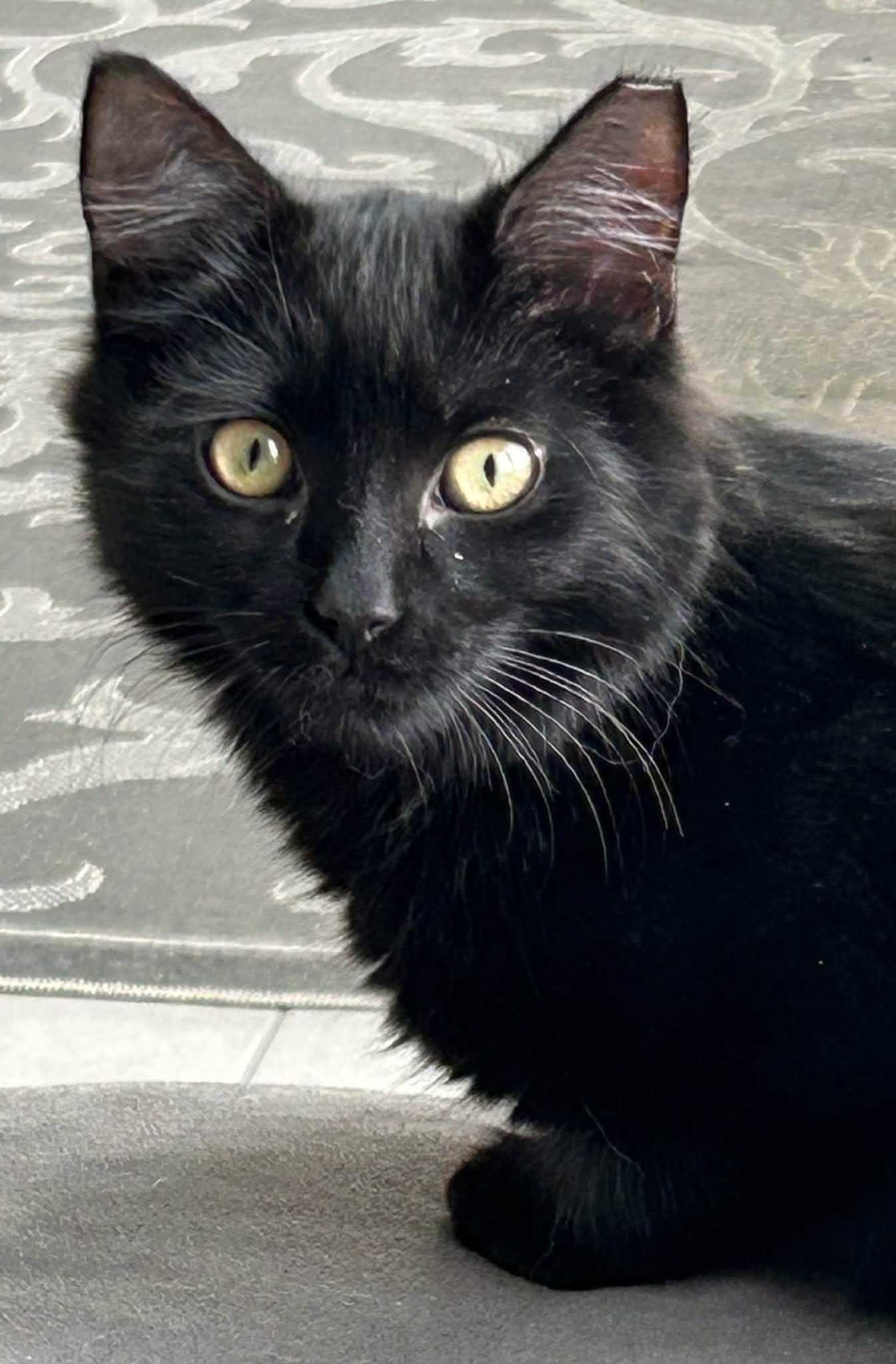 Sumi, Adoptable, Kitten Male Domestic Medium Hair.