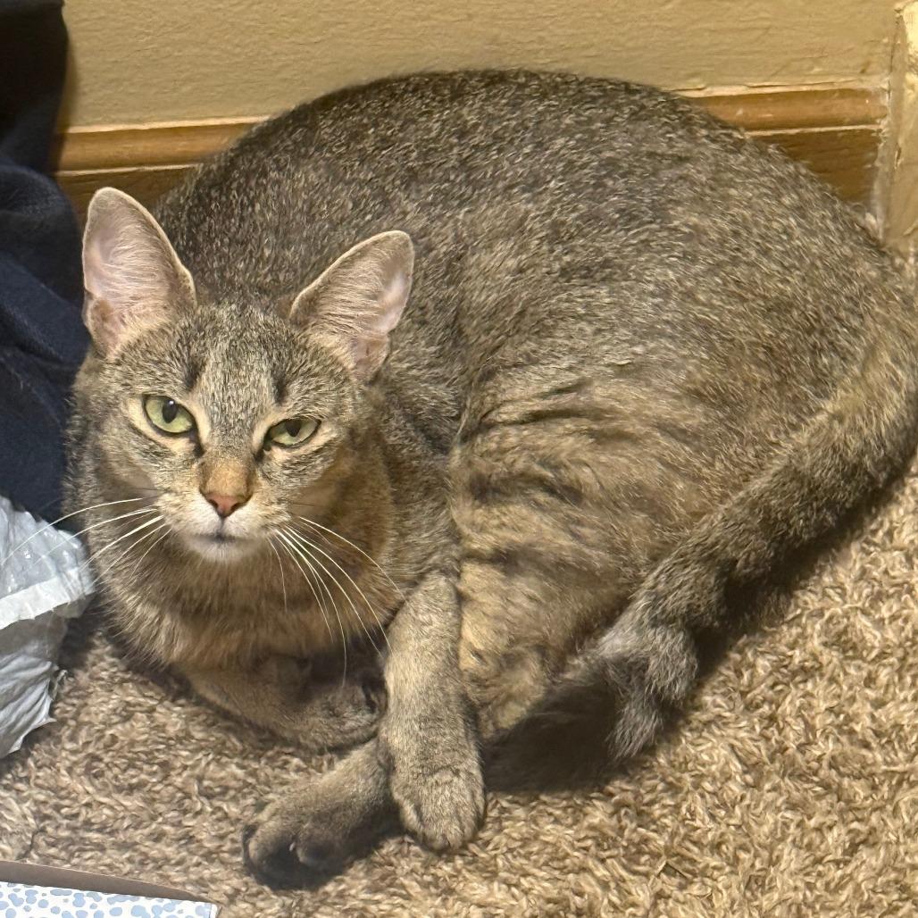 Kitty - Home to Home, Adoptable, Adult Female Domestic Short Hair.