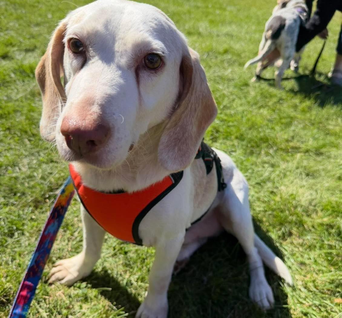 Enlarge Desi, a Adoptable Beagle in Cowlesville, NY image 2/2