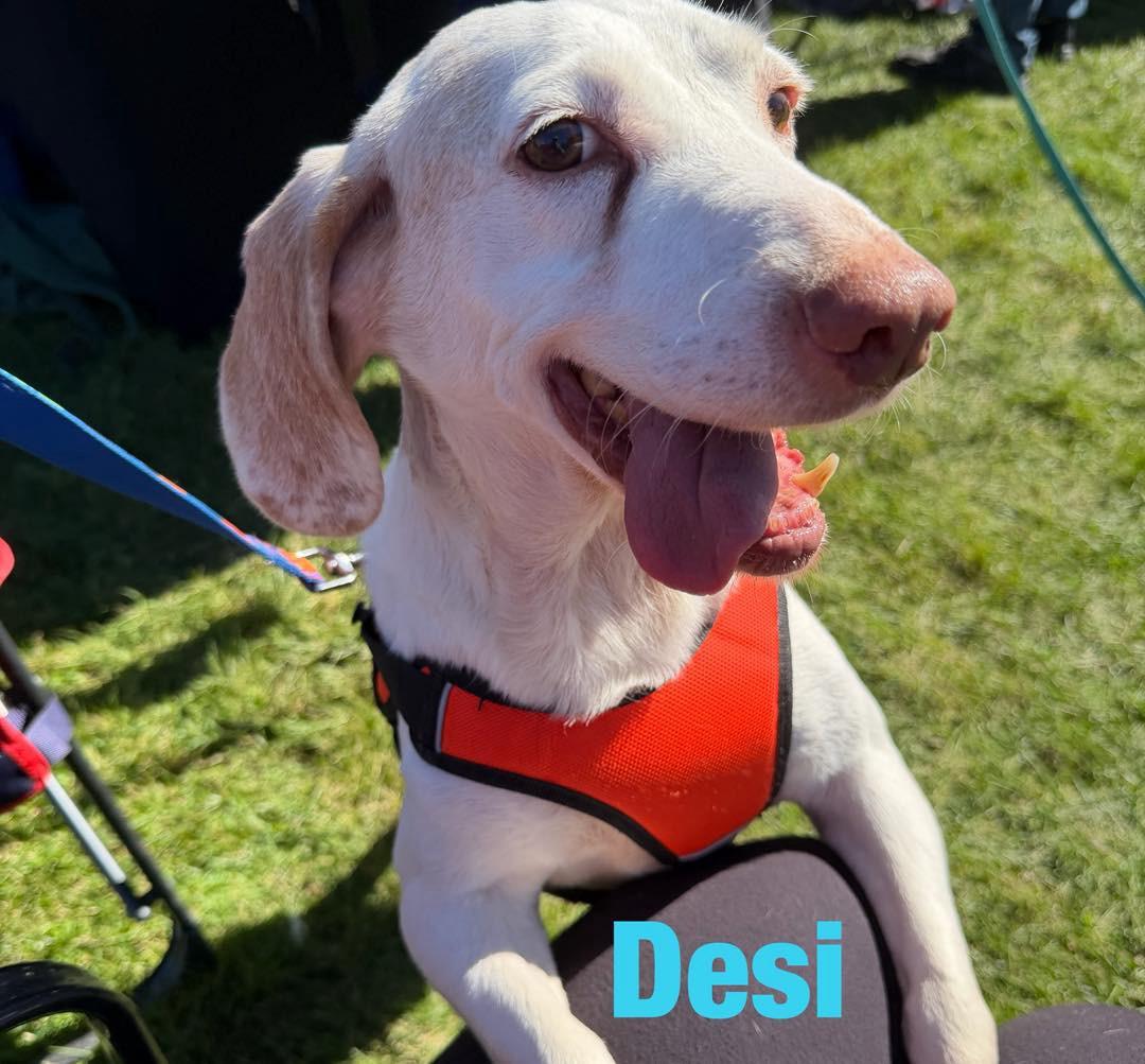 Desi, Adoptable, Adult Male Beagle.