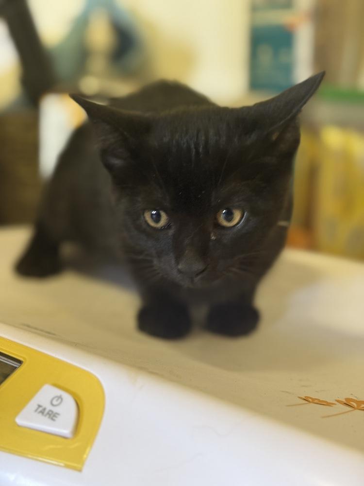 Kate 23C-0147, Adoptable, Kitten Female Domestic Short Hair.