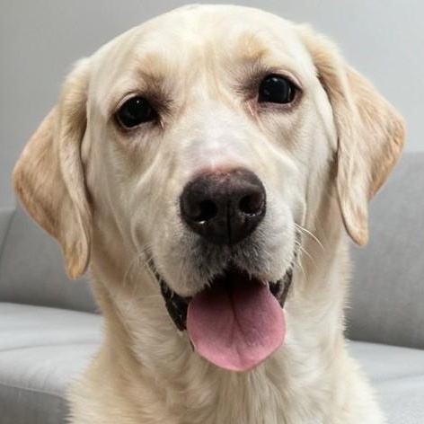 Kalo, adopted, Young Male Labrador Retriever.