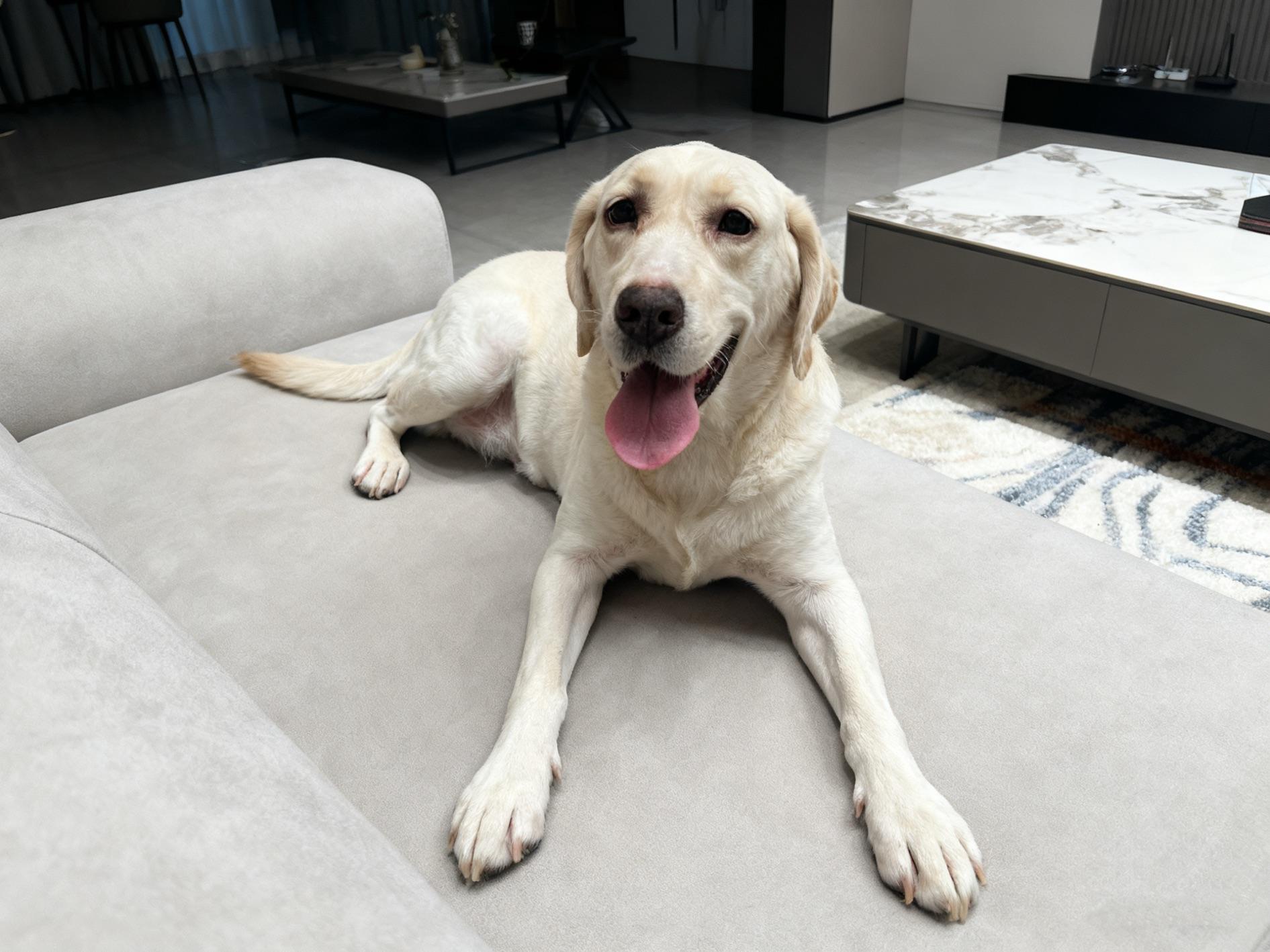 Enlarge Kalo, an adopted Labrador Retriever in Toronto, ON image 2/6