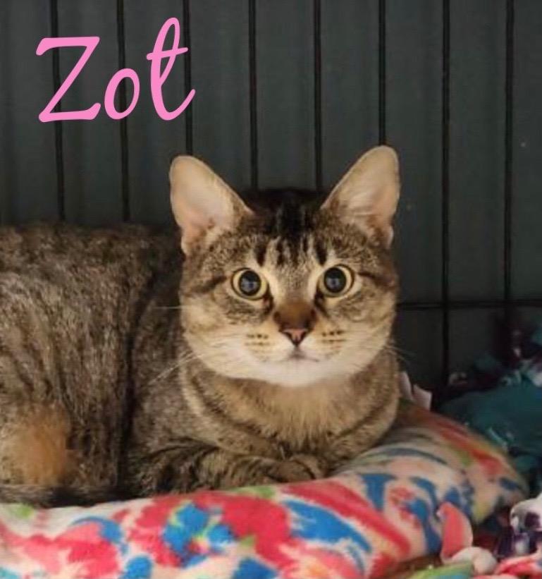 ZOT, Adoptable, Young Female Tabby.