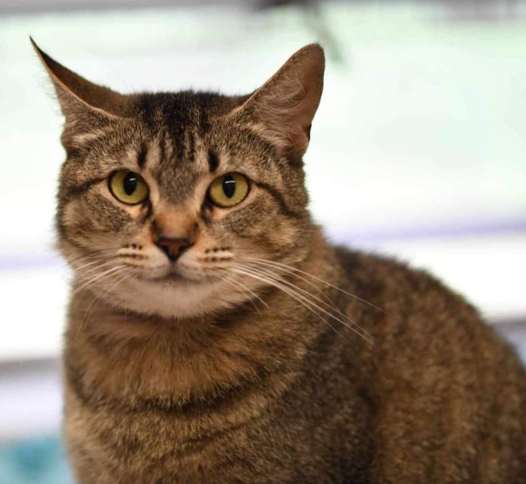 Enlarge ZOT, a Adoptable Tabby in Muskegon, MI image 2/4