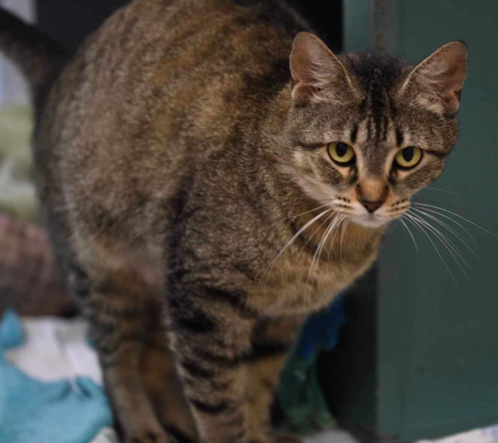 Enlarge ZOT, a Adoptable Tabby in Muskegon, MI image 3/4