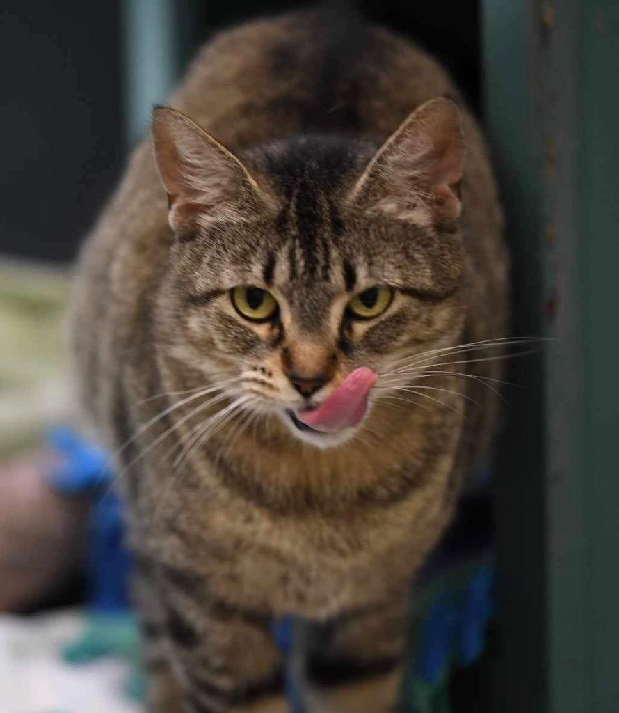 Enlarge ZOT, a Adoptable Tabby in Muskegon, MI image 4/4