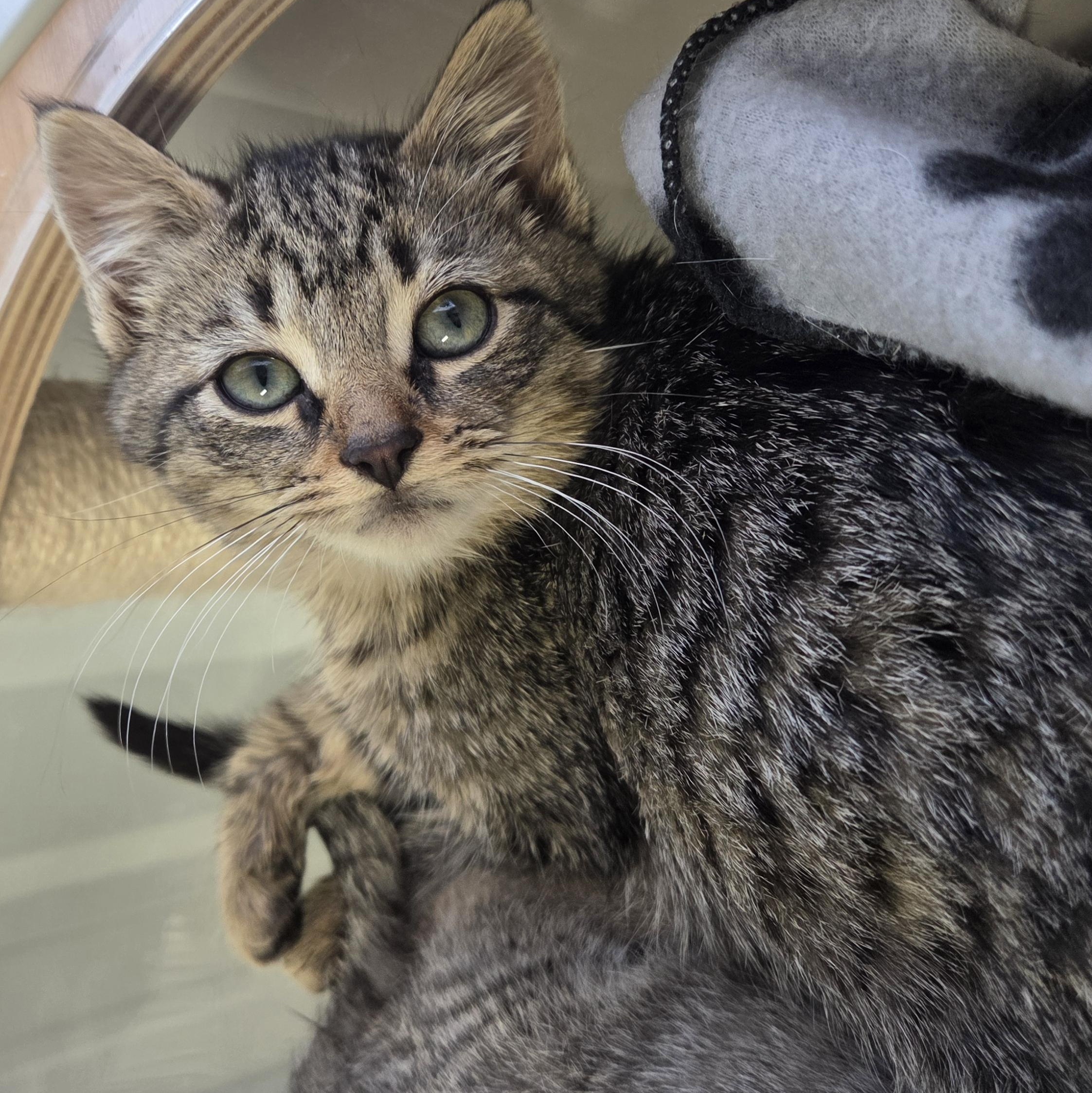 Enlarge Stocking, a ADOPTABLE Domestic Short Hair in Rushville, IN image 1/1