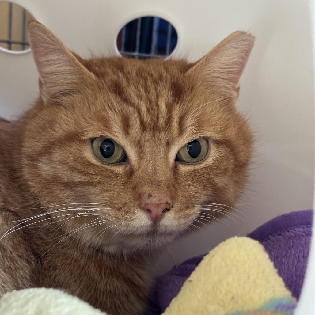 Big Boy — thumbnail 2