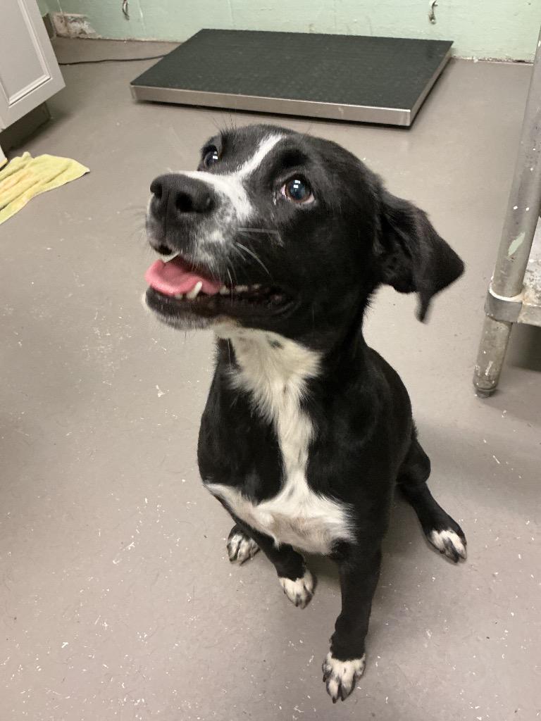 Gimli, Adoptable, Young Male Mixed Breed.