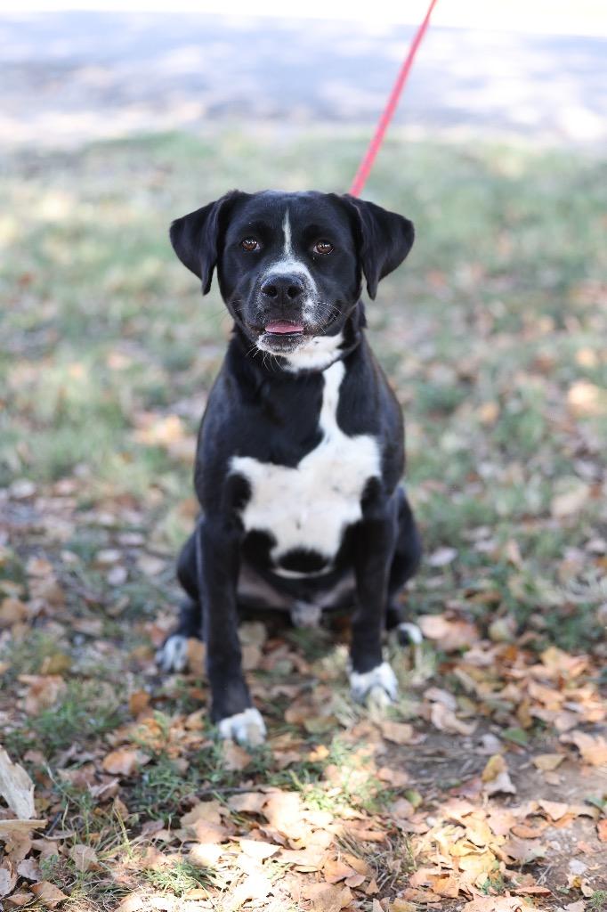 Enlarge Gimli, a Adoptable mixed breed in Dyersburg, TN image 2/3