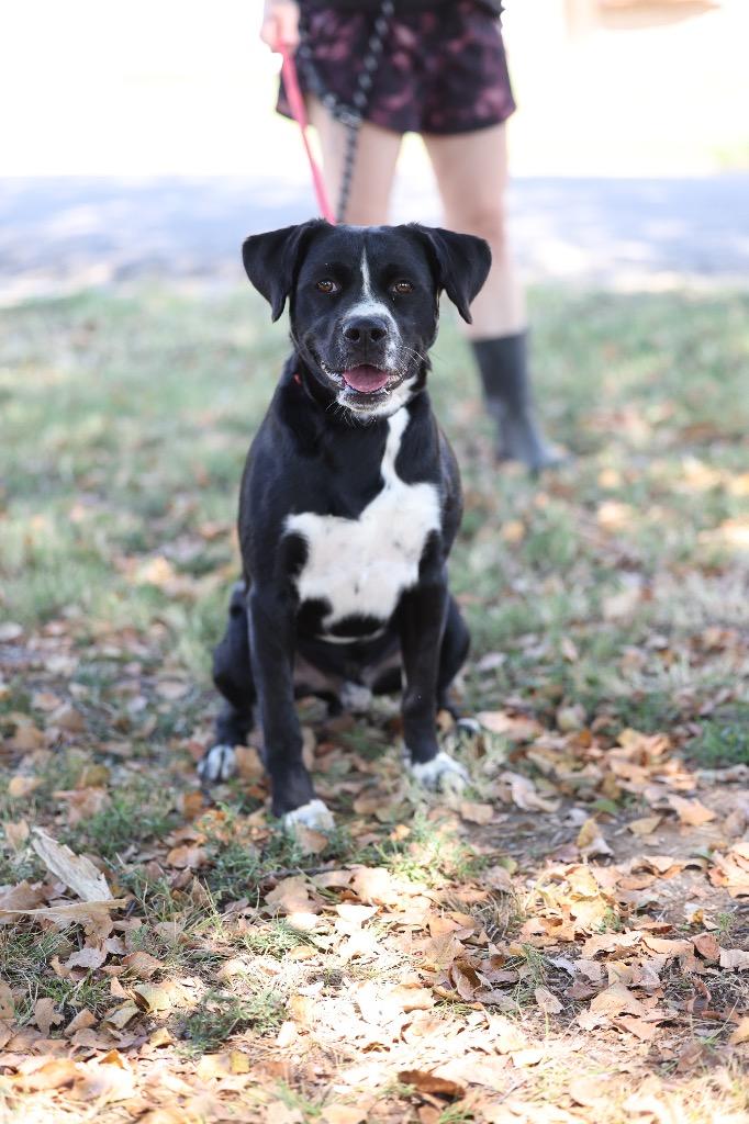 Enlarge Gimli, a Adoptable mixed breed in Dyersburg, TN image 3/3