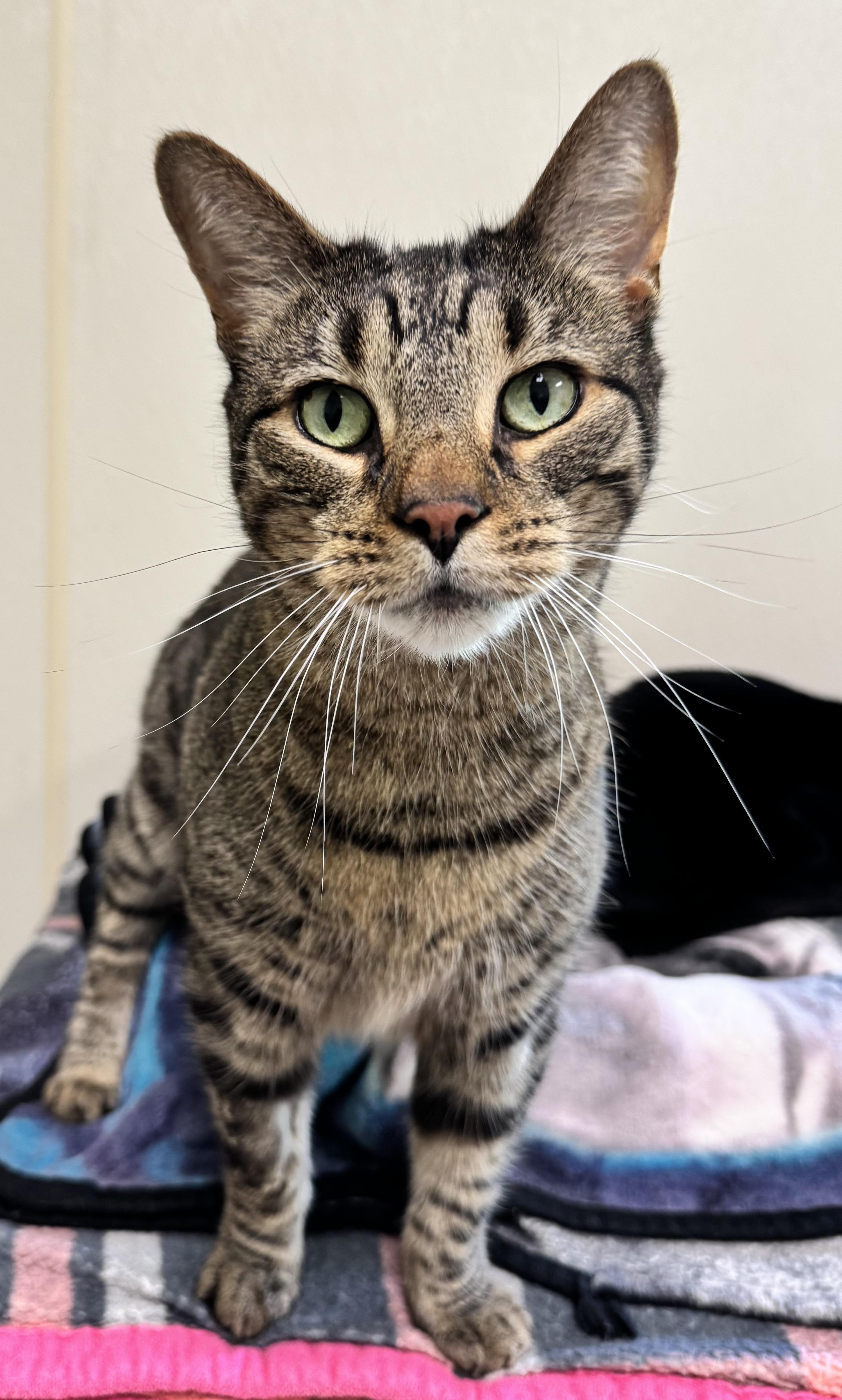Hermes, ADOPTABLE, Adult Male Domestic Short Hair.