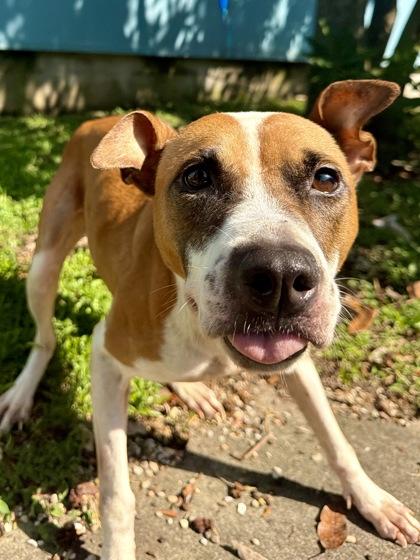 Kevina, Adoptable, Adult Female Mixed Breed & Mixed Breed.