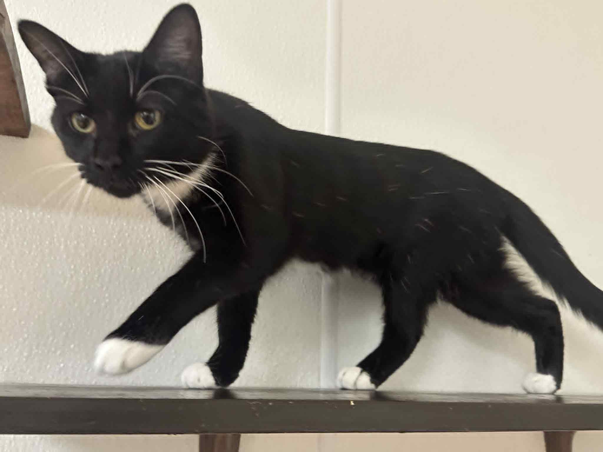 Bootsie, a Adoptable Domestic Short Hair in Mauston, WI image 2/2