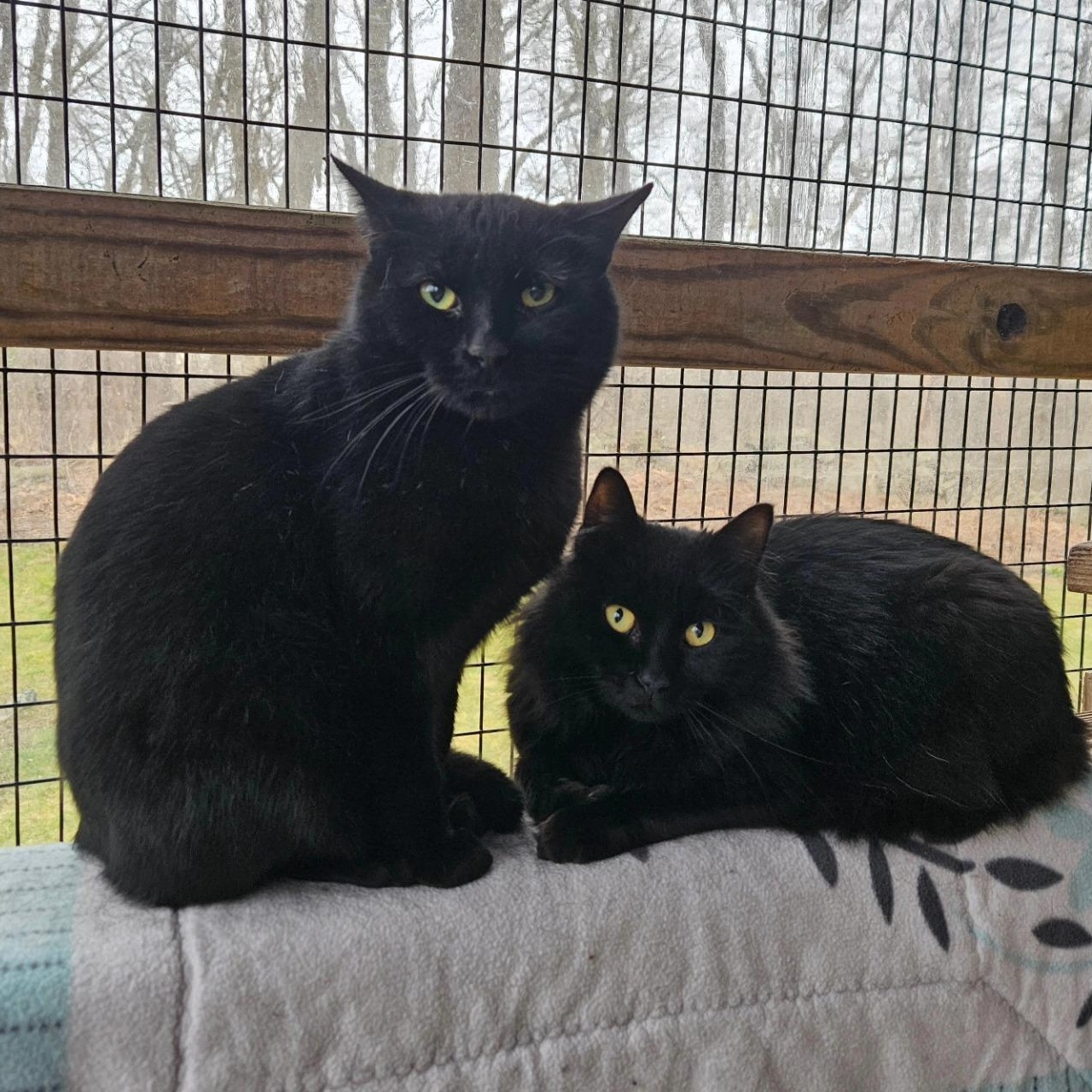Enlarge Wolfie & Gucci, a Adoptable Domestic Long Hair in Westbrook, CT image 1/6