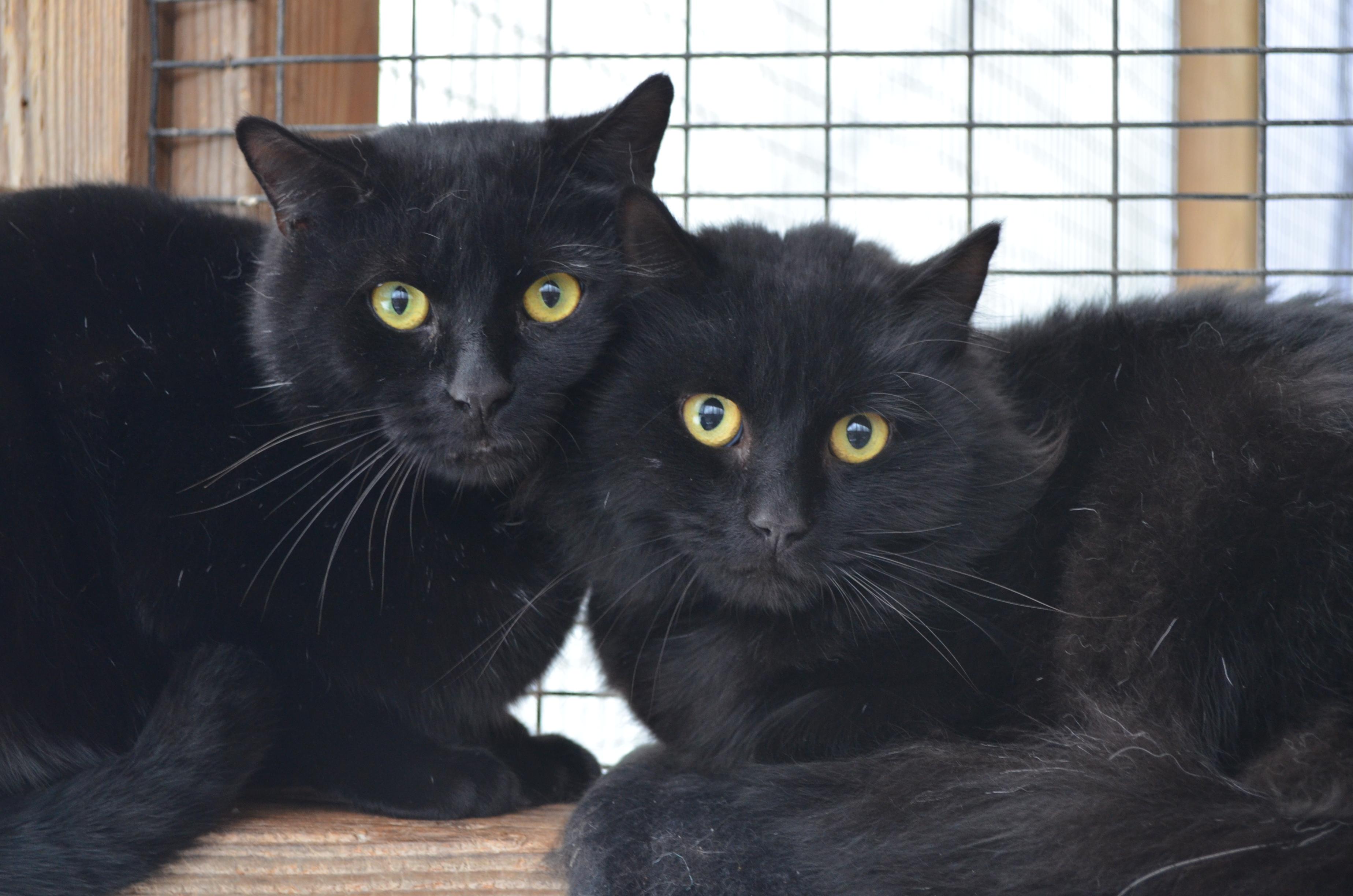 Enlarge Wolfie & Gucci, a Adoptable Domestic Long Hair in Westbrook, CT image 5/6