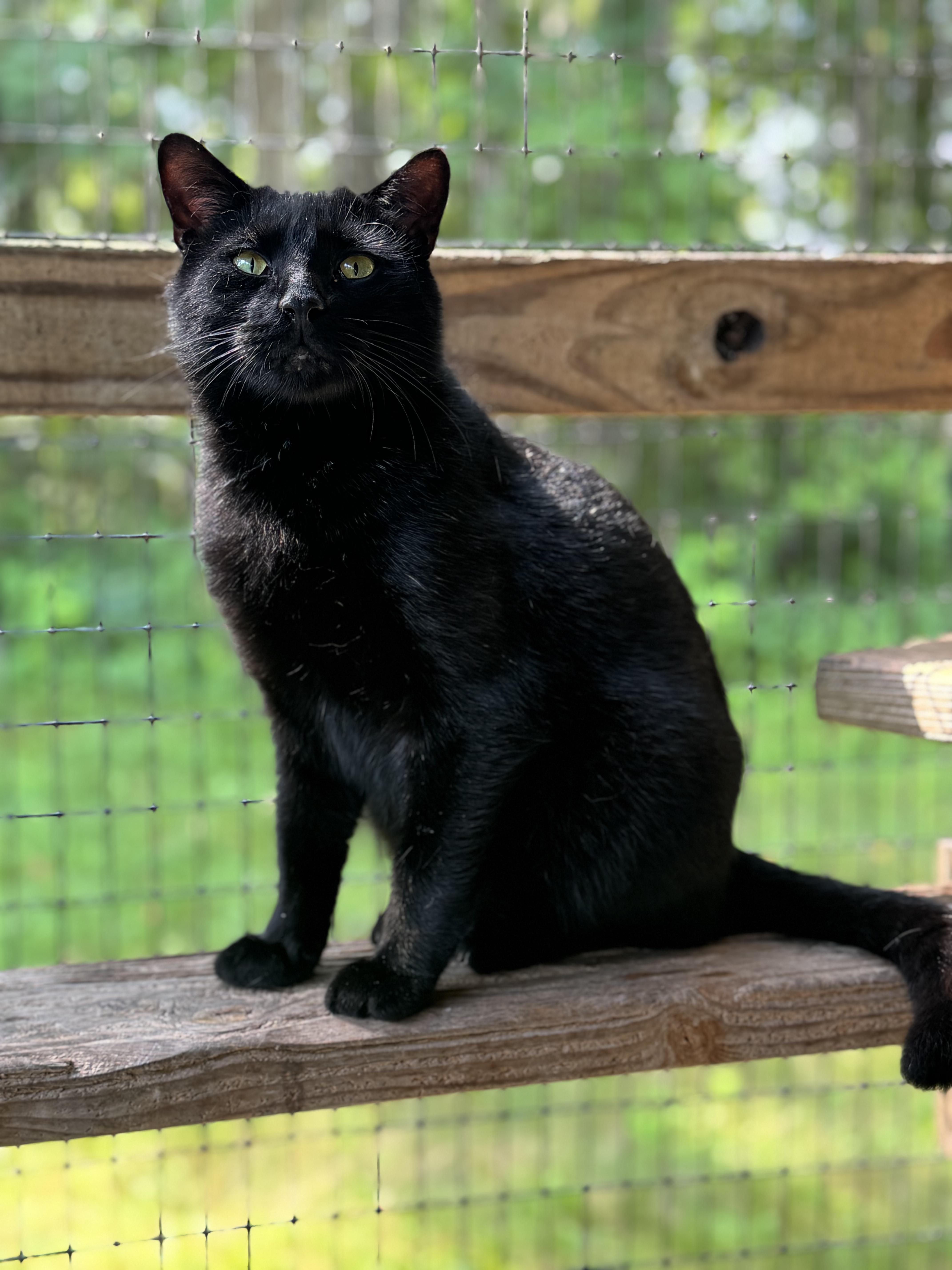 Enlarge Wolfie & Gucci, a Adoptable Domestic Long Hair in Westbrook, CT image 2/6