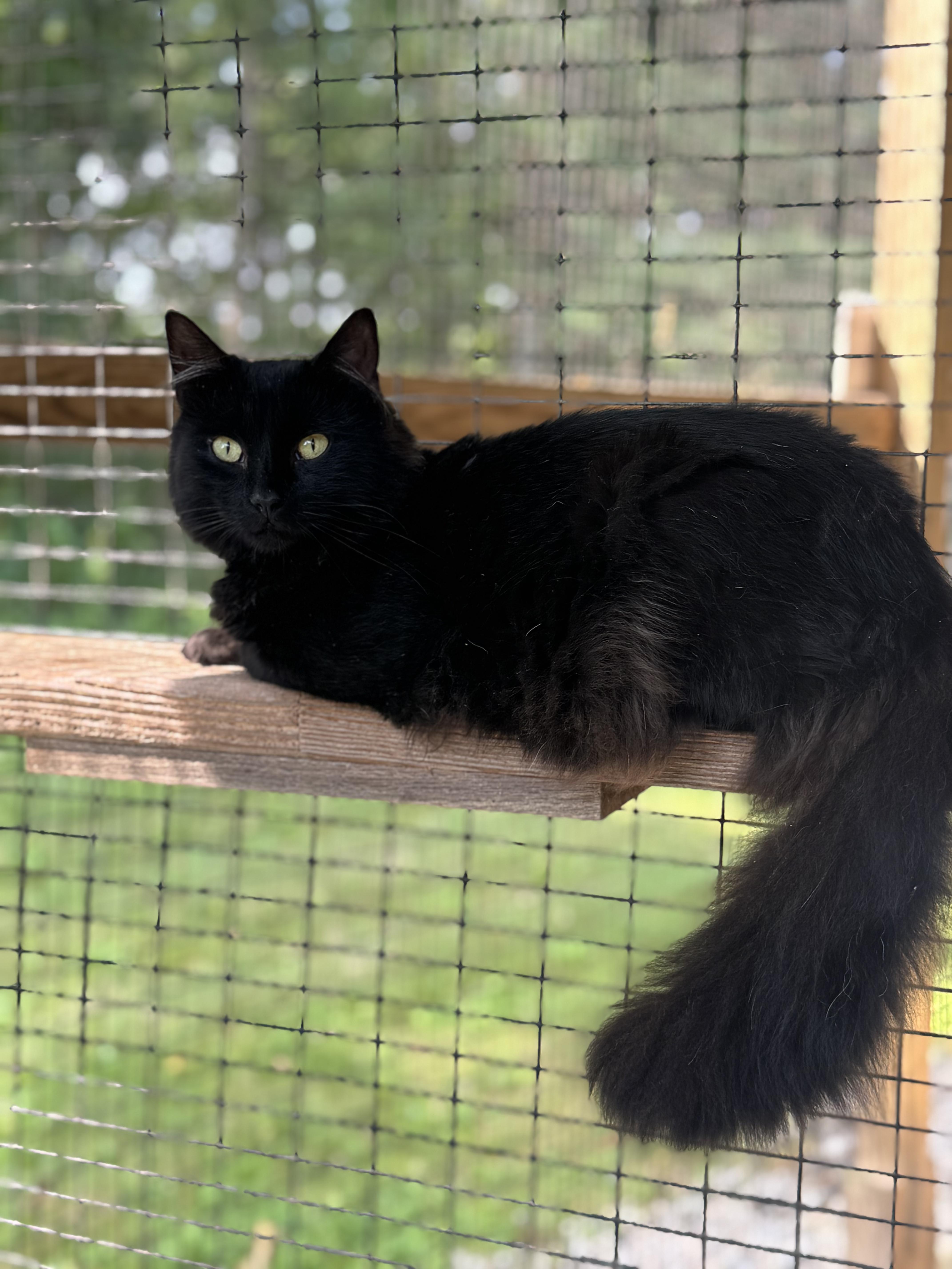 Enlarge Wolfie & Gucci, a Adoptable Domestic Long Hair in Westbrook, CT image 3/6