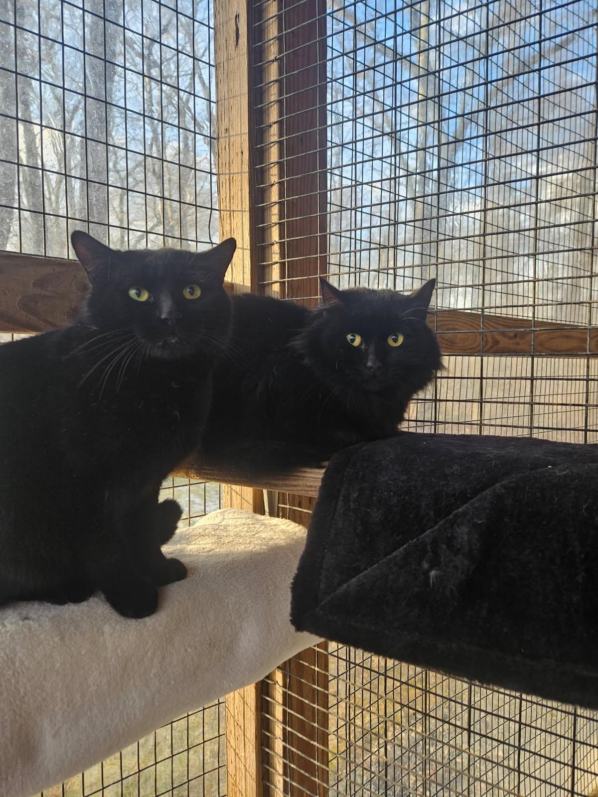 Enlarge Wolfie & Gucci, a Adoptable Domestic Long Hair in Westbrook, CT image 6/6