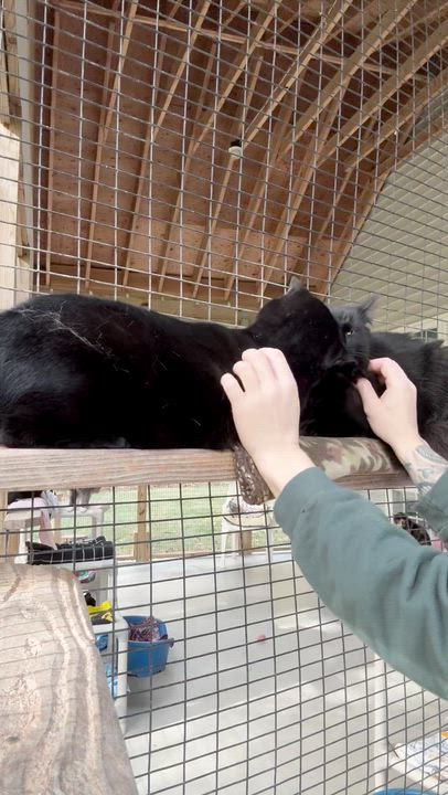 Enlarge Wolfie & Gucci, a Adoptable Domestic Long Hair in Westbrook, CT video 4/6