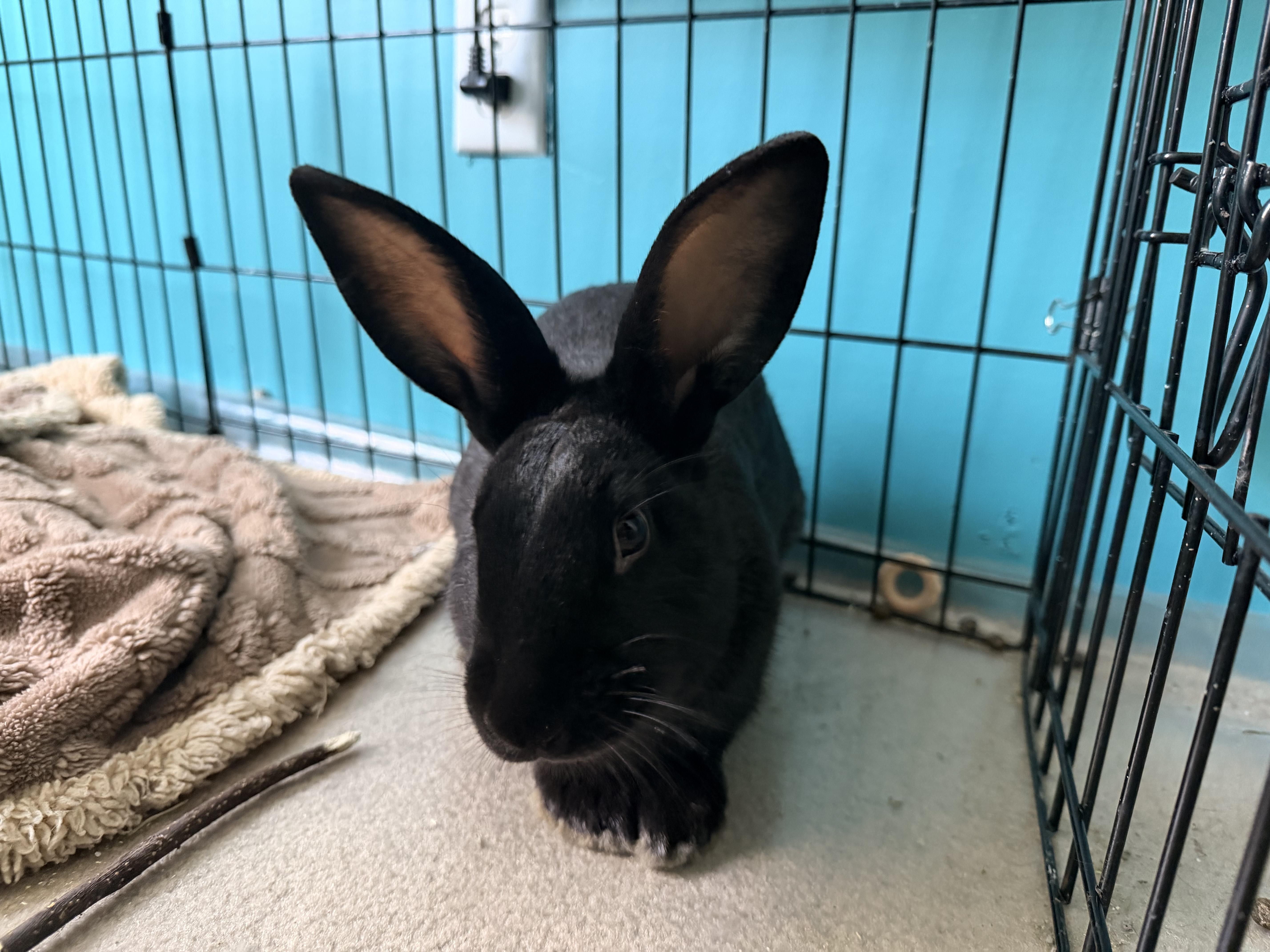 Enlarge PAIGE, a Adoptable New Zealand in Forest Hills, NY image 5/6