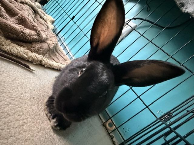Enlarge PAIGE, a Adoptable New Zealand in Forest Hills, NY image 3/6
