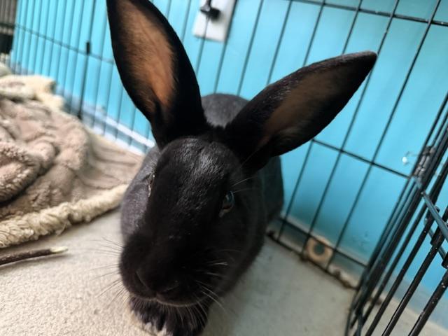 Enlarge PAIGE, a Adoptable New Zealand in Forest Hills, NY image 2/6