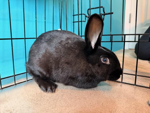 Enlarge PAIGE, a Adoptable New Zealand in Forest Hills, NY image 1/6