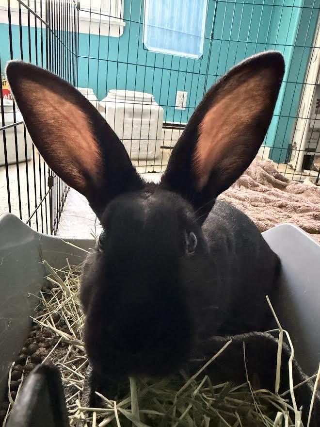 Enlarge PAIGE, a Adoptable New Zealand in Forest Hills, NY image 4/6