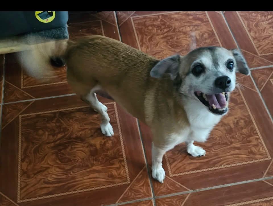 Enlarge Abby 2, a Adopted Chihuahua in Glendale, NY image 1/2