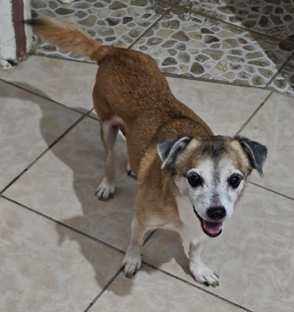 Enlarge Abby 2, a Adopted Chihuahua in Glendale, NY image 2/2
