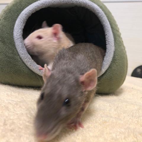 Willow, Adoptable, Adult Female Rat.