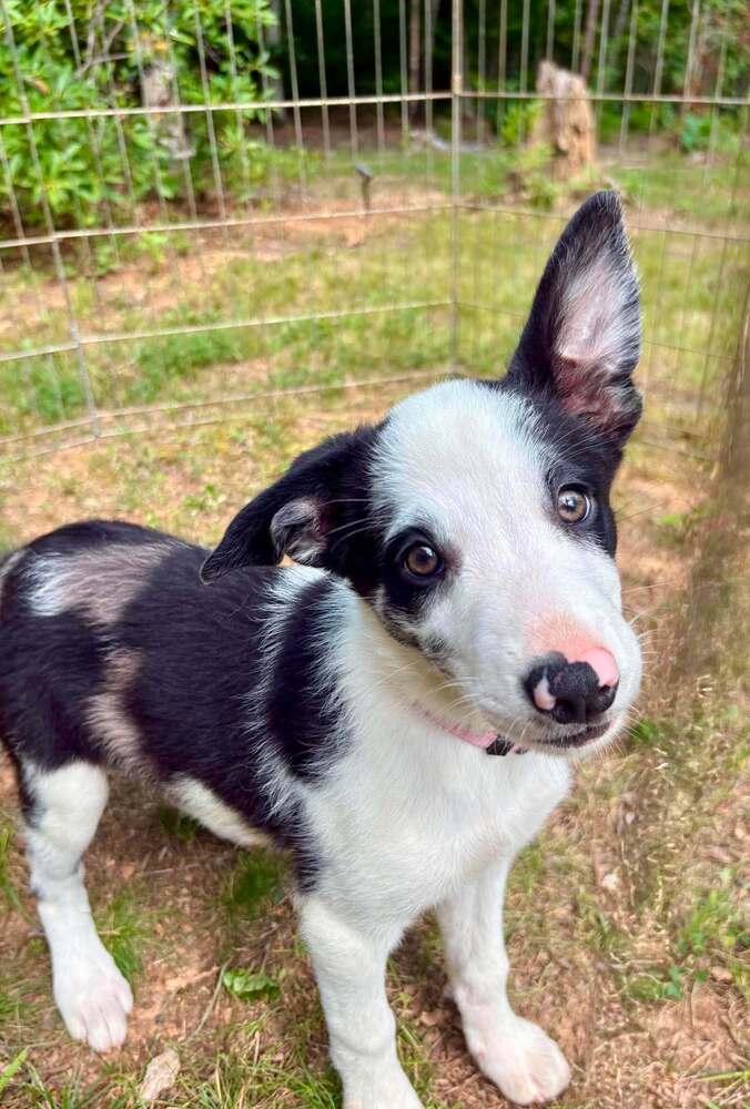 Enlarge Maple, a Adoptable Mixed Breed in Troy, VA image 1/2