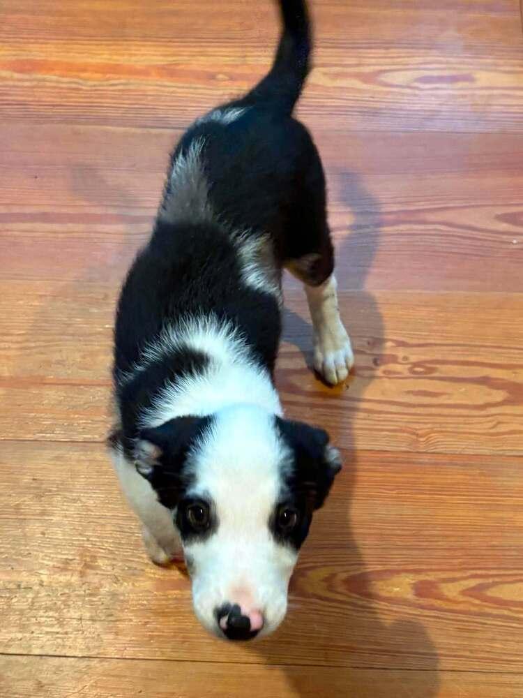 Enlarge Maple, a Adoptable Mixed Breed in Troy, VA image 2/2