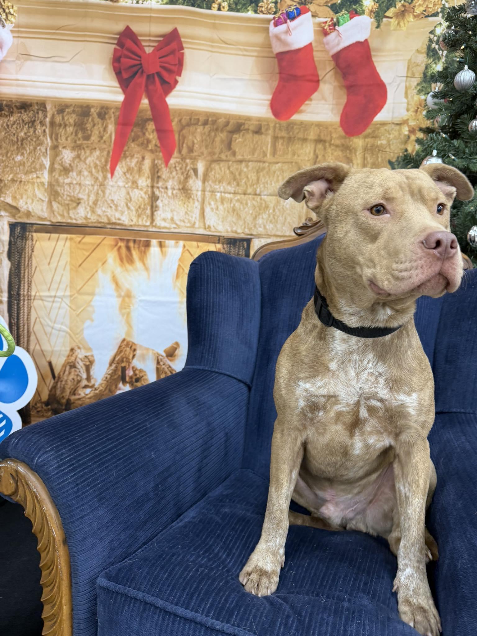 Enlarge Rambo, a ADOPTABLE mixed breed in Broken Arrow, OK image 1/1