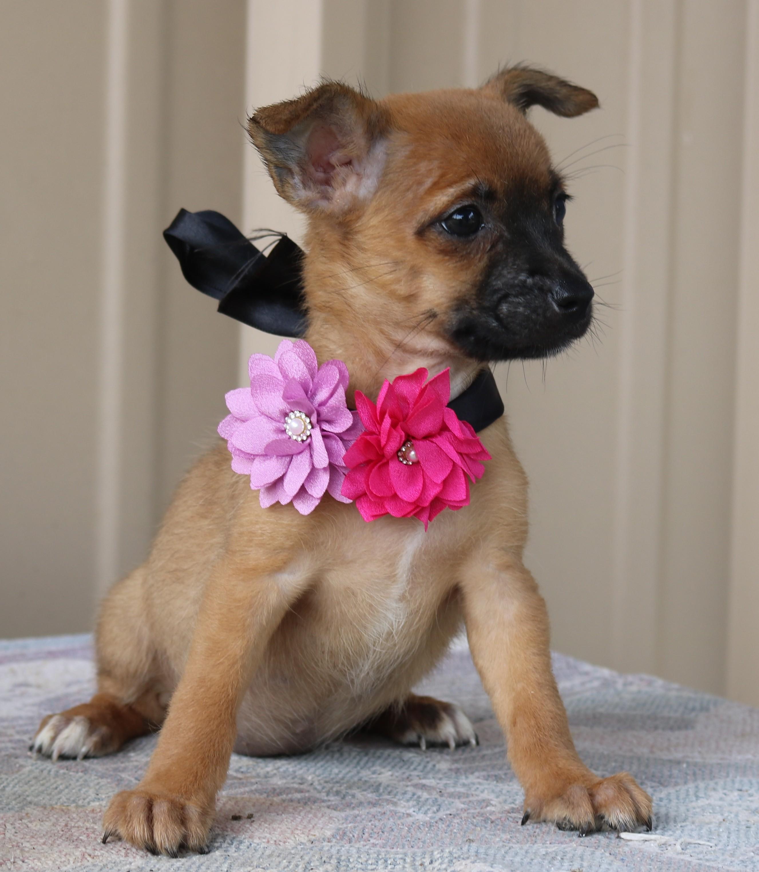 Enlarge Bitsy, a Adoptable mixed breed in Bandera, TX image 3/4