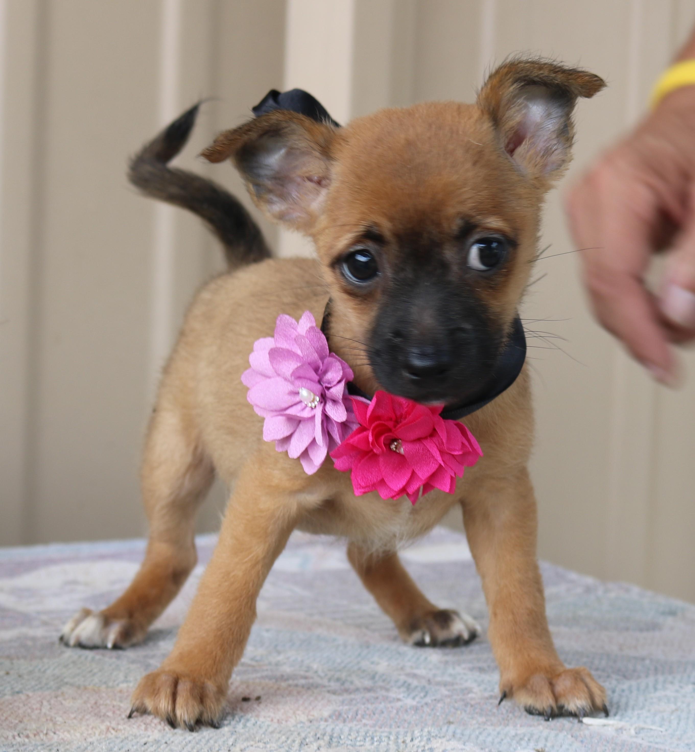 Bitsy, Adoptable, Puppy Female Cairn Terrier & Chihuahua.