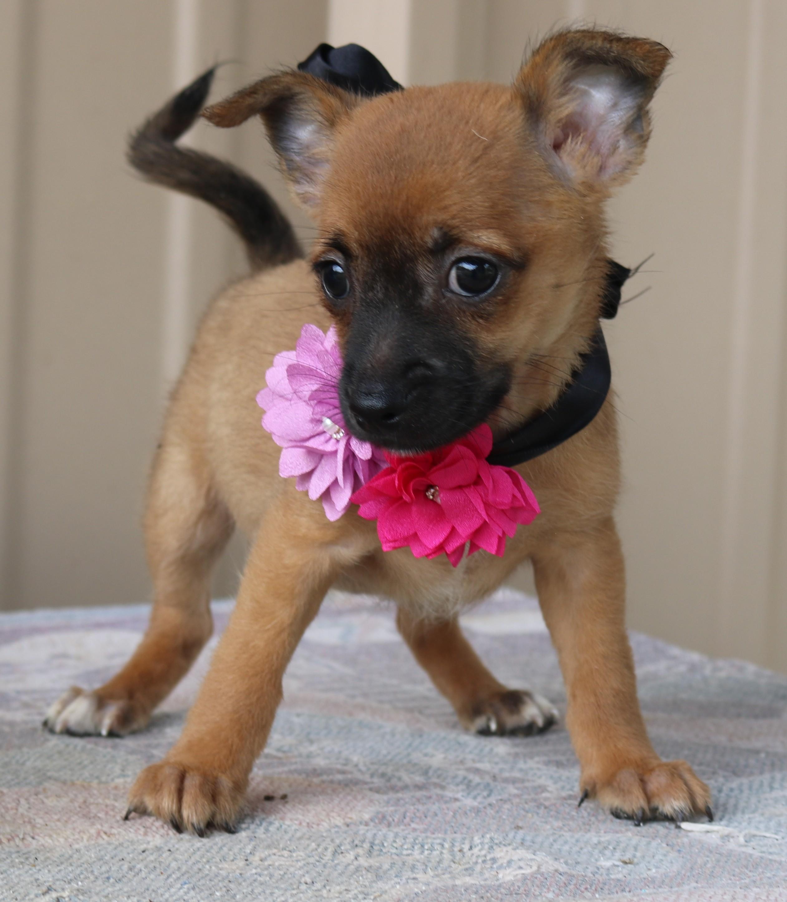 Enlarge Bitsy, a Adoptable mixed breed in Bandera, TX image 2/4