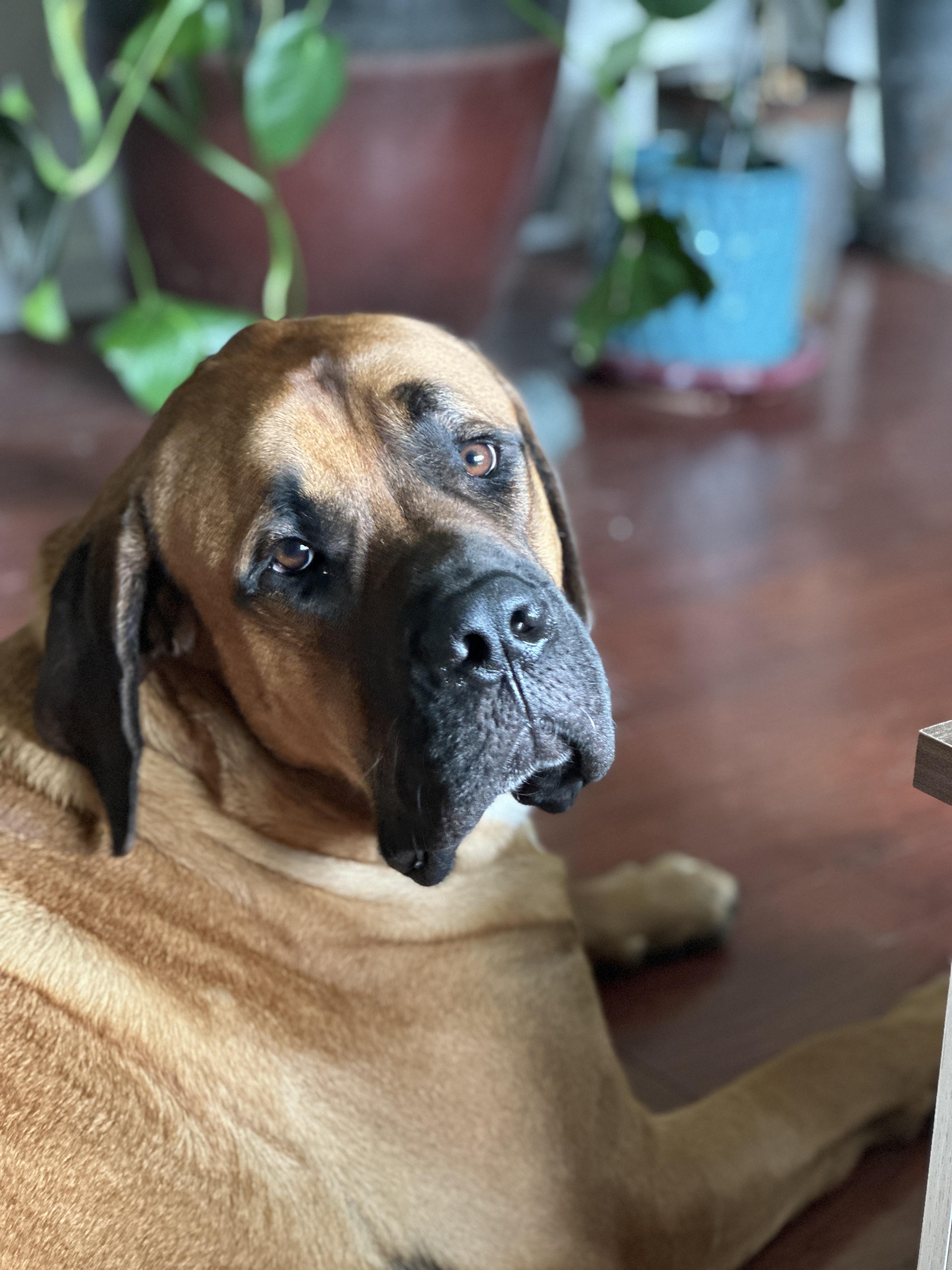 Frank, Adoptable, Adult Male Mastiff.