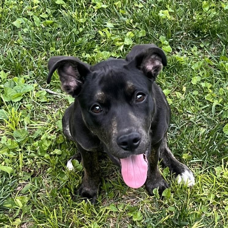 Enlarge Cleo, a Adoptable Pit Bull Terrier in Springfield, IL image 1/6